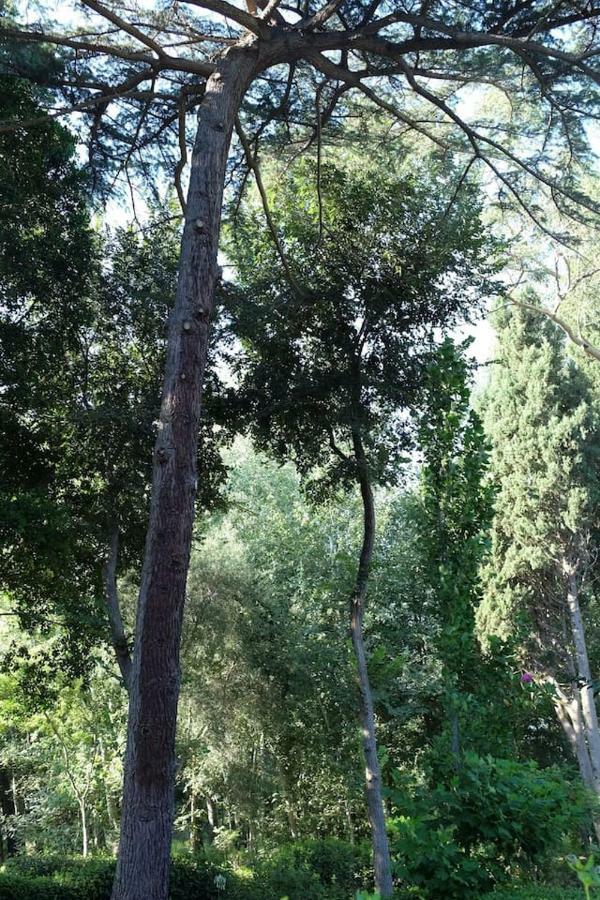سارّوتش Suite A Villa D'Orri المظهر الخارجي الصورة
